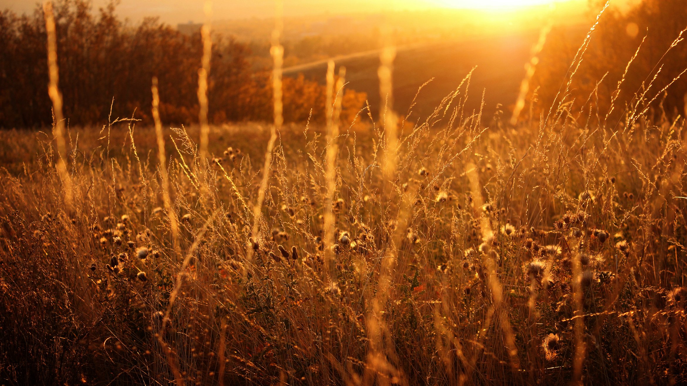 Cover Photo: This photograph looks through golden grasses in a prairie as the sun sets, washing the field in orange light.