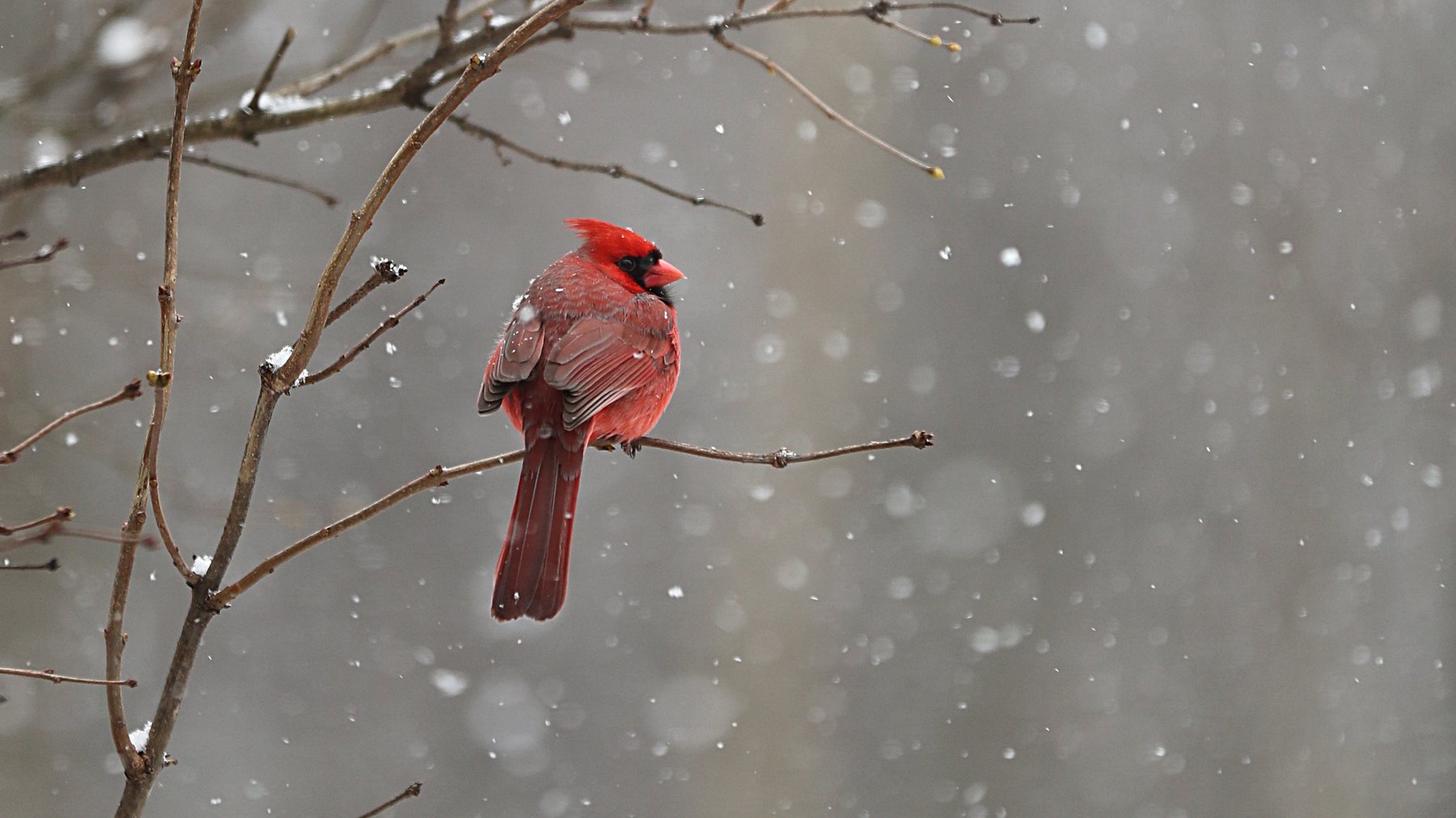 Cover Photo: This photograph shows a cardinal sitting on a tree branch as snow softly falls around it.