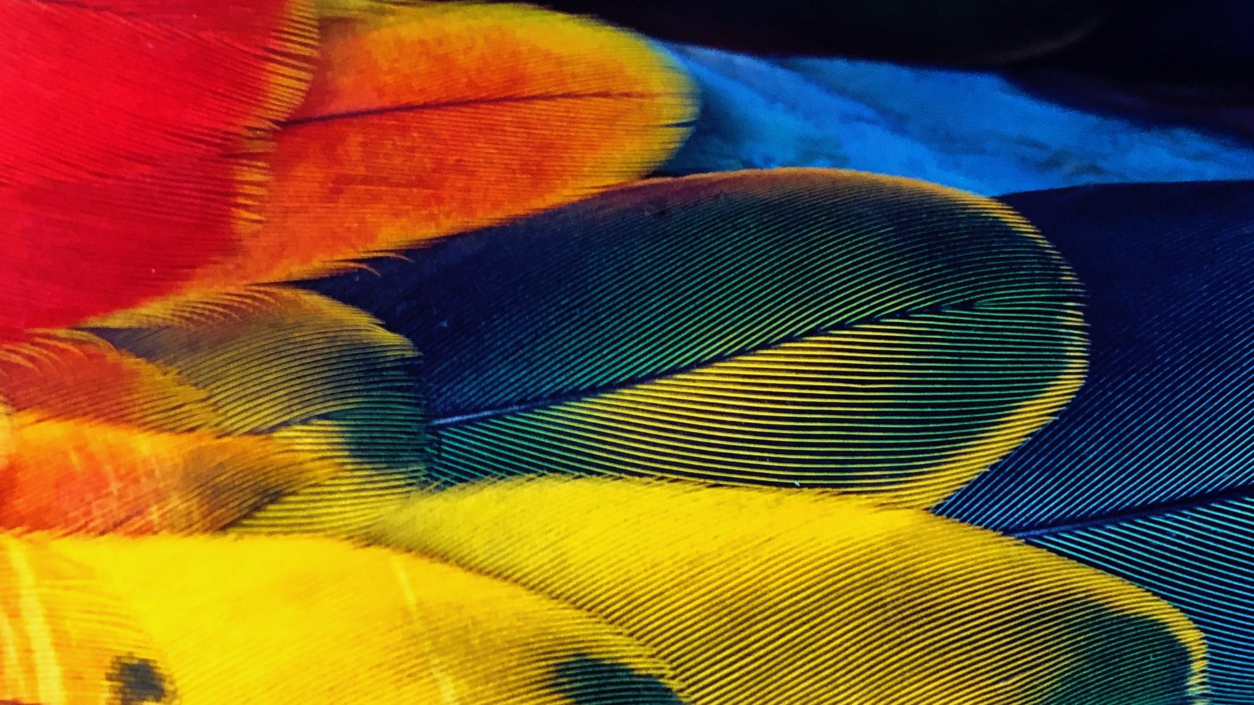 Cover Photo: This photograph is a close up of brightly colored bird feathers layered on top of one another--rich red, yellow, and blue, with hints of green.