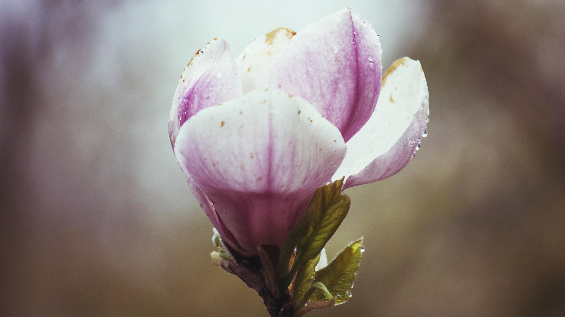 Cover Photo: This photograph is of a flower that is just beginning to blossom from a tight bud. Its petals are white, streaked with pink, and it has a few dew drops decorating them like small crystals.